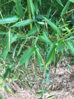 fishpole bamboo thumbnail 3
