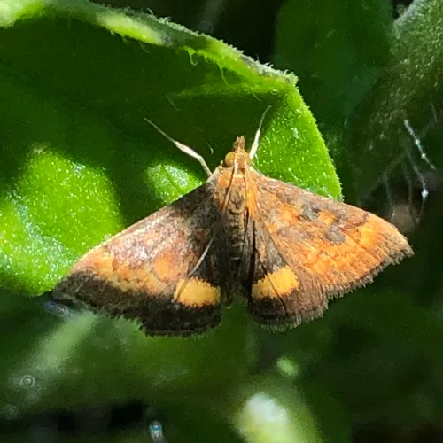 California Pyrausta Moth