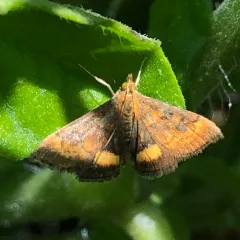 California Pyrausta Moth thumbnail 1