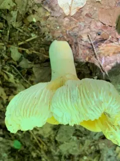 Russula ochroleucoides thumbnail 3