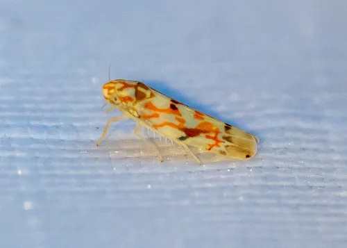 Erythroneura vagabunda