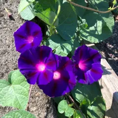 common morning-glory thumbnail 2