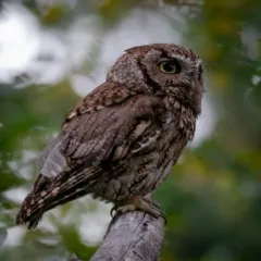 Western Screech-Owl thumbnail 4