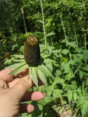 Wenatchee Mountain coneflower