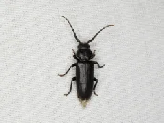 Asemum nitidum thumbnail 2