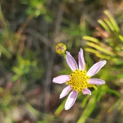 Rose Coreopsis thumbnail 2