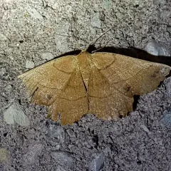 Johnson's Euchlaena Moth thumbnail 4