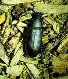 false mealworm beetle thumbnail 3