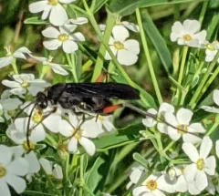 Ceropales bipunctata thumbnail 2
