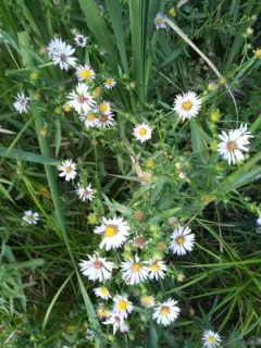 Eaton's aster thumbnail 3