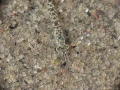 Mysis gaspensis thumbnail 2