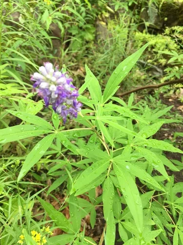 Lilac chaste tree