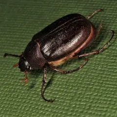 Phyllophaga rugosa thumbnail 3
