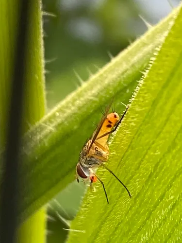 Bermudagrass Stem Maggot