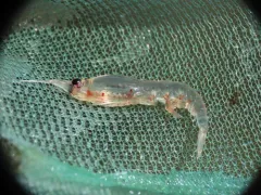 Thysanoessa raschii thumbnail 3