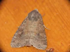 Suspected Moth thumbnail 2