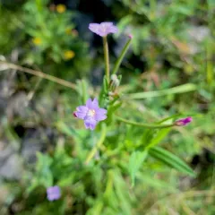 Hoary Willowherb thumbnail 2