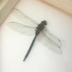 Blue-eyed Darner thumbnail 2