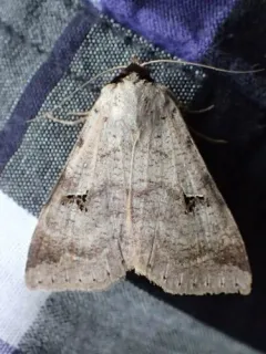 Lygephila victoria thumbnail 4
