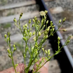 horseweed thumbnail 5