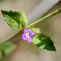 basil-thyme thumbnail 2