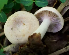 Yellowdrop Milkcap thumbnail 3