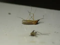 Riparian Mosquito thumbnail 2