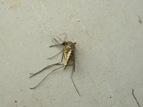 Serrated Mosquito
