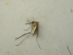 Serrated Mosquito thumbnail 1