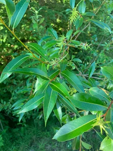Laurel willow