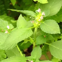 Bifid Hemp-nettle thumbnail 4