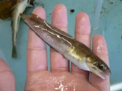 Red Hake thumbnail 2