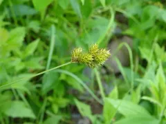 tinged sedge thumbnail 4