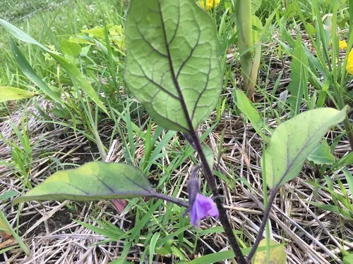 eggplant