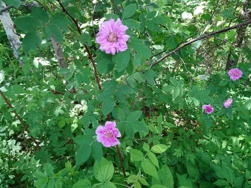 Cinnamon Rose