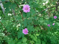Cinnamon Rose thumbnail 1