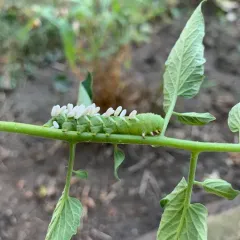 Hornworm Parasitoid Wasp thumbnail 2