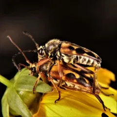 Eight-spotted Flower Longhorn Beetle thumbnail 2