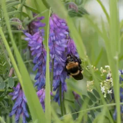 Northern Amber Bumble Bee thumbnail 3