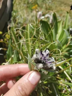 Weber's Saw-wort thumbnail 1
