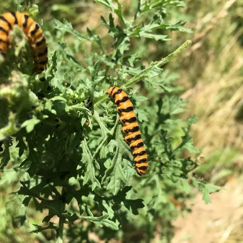 Cinnabar moth