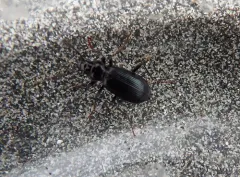 Nebria gregaria thumbnail 2