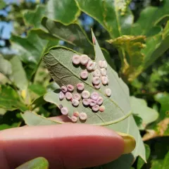 Phylloteras poculum thumbnail 2
