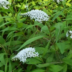 Gooseneck Loosestrife thumbnail 3