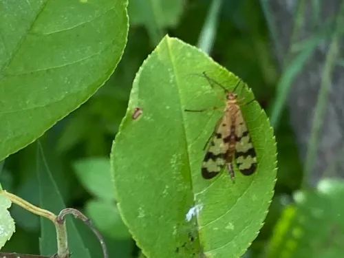 Helena's Scorpionfly