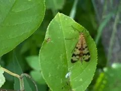 Helena's Scorpionfly thumbnail 1