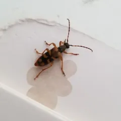 Xestoleptura crassipes thumbnail 4