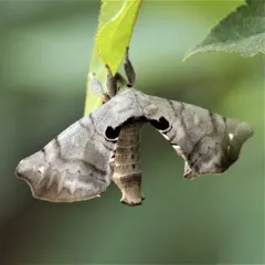 Spotted Apatelodes Moth thumbnail 3