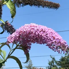 Butterfly bush thumbnail 4
