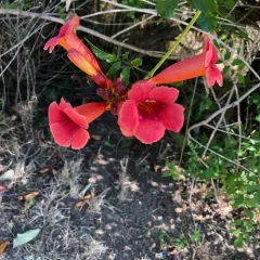 American trumpet vine thumbnail 4